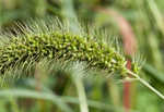 Japanese bristlegrass